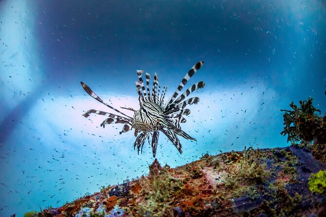 (2 Dives) Discover Scuba Diving Kota Kinabalu - Learning the equipment at Sapi House Reef