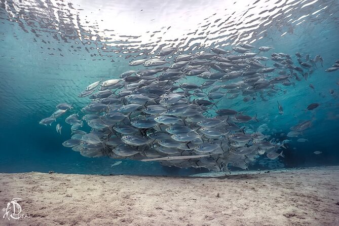 (2 Dives) Discover Scuba Diving Kota Kinabalu - What the marine park adds to the experience