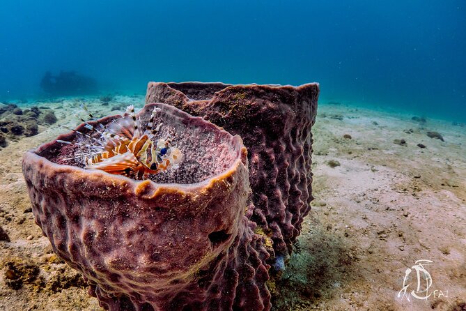 (2 Dives) Discover Scuba Diving Kota Kinabalu - Is $129.98 a fair price?