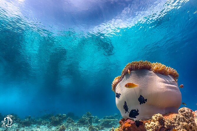 (2 Dives) Discover Scuba Diving Kota Kinabalu - Cancellation and weather concerns