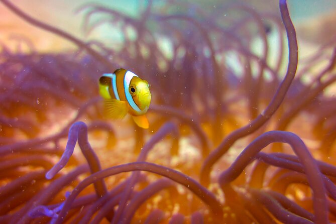 (2 Dives) Discover Scuba Diving Kota Kinabalu - My verdict for Kota Kinabalu beginners