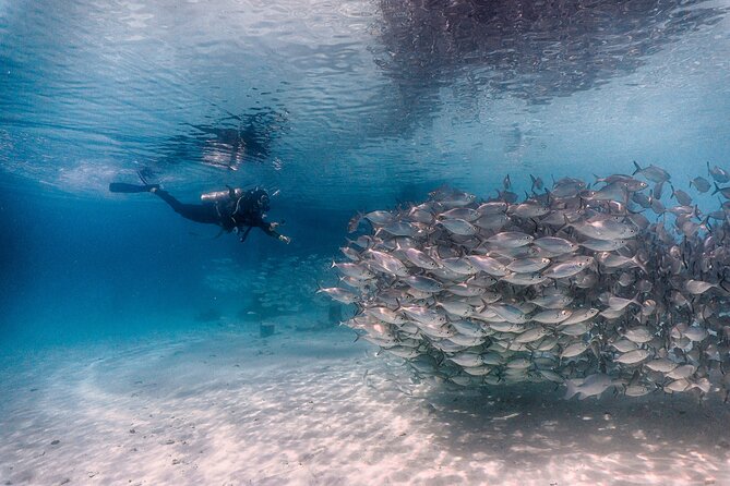 (2 Dives) Discover Scuba Diving Kota Kinabalu - Lunch on Sapi Island and the second session