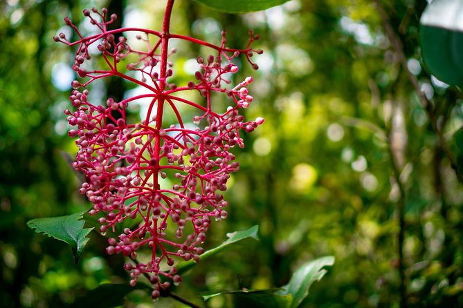 2d1n Kinabalu Park & Poring Canopy Walk & Desa Cow Farm Tour - Your overnight stay near Mount Kinabalu