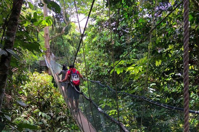 2d1n Kinabalu Park & Poring Canopy Walk & Desa Cow Farm Tour - Kinabalu Park, Sabah’s UNESCO site