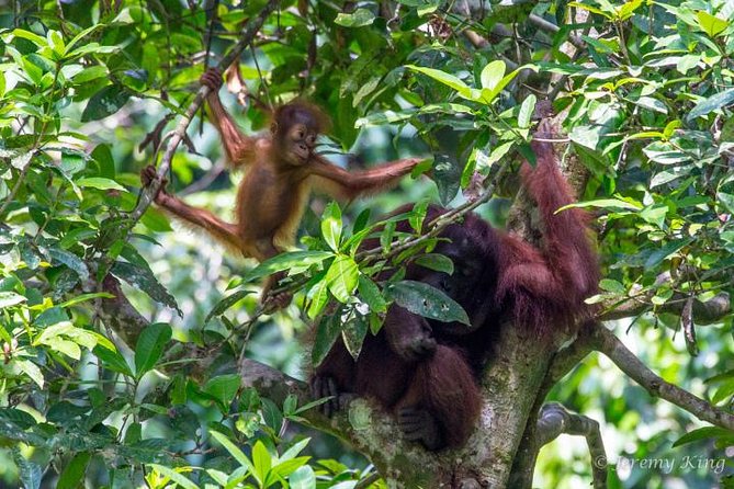 2D1N Sandakan Private Tour with Kinabatangan River Cruise - Key points at a glance