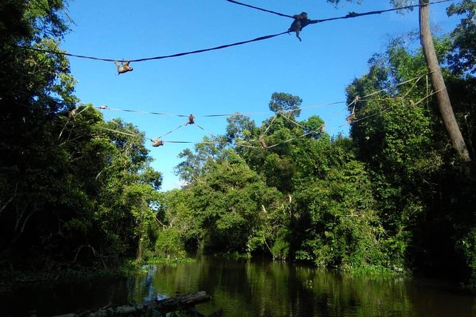 2D1N Sandakan Private Tour with Kinabatangan River Cruise - Sepilok starts the trip with orangutans and forest