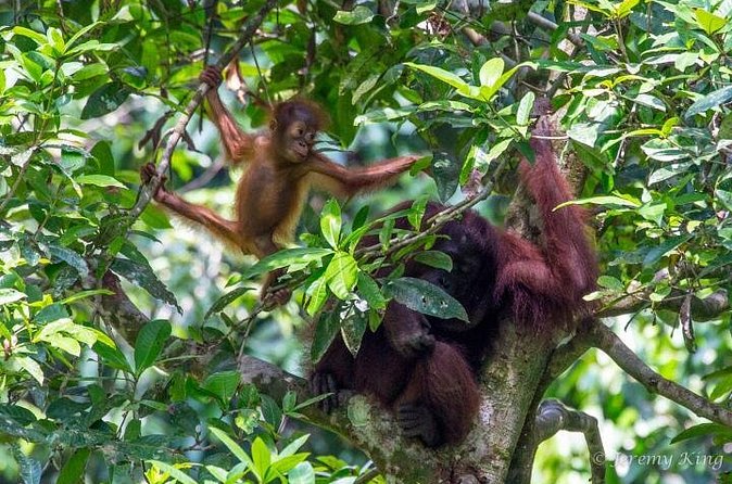 2D1N Sandakan Private Tour with Kinabatangan River Cruise - How the private format changes the value
