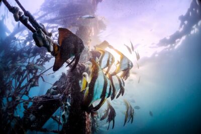 (3 Days) PADI Open Water Diver Course Kota Kinabalu
