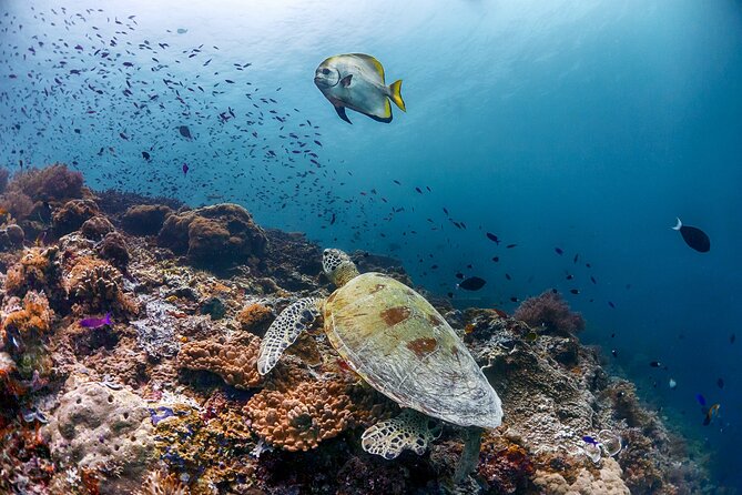 (3 Days) PADI Open Water Diver Course Kota Kinabalu - Group Size, Teaching, and Comfort