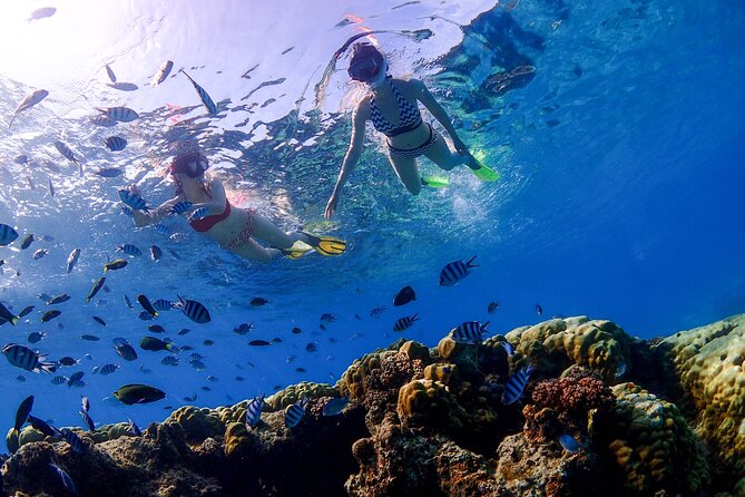 3 Semporna Islands Tour with Snorkel or Diving Experience - Why this Semporna day works well