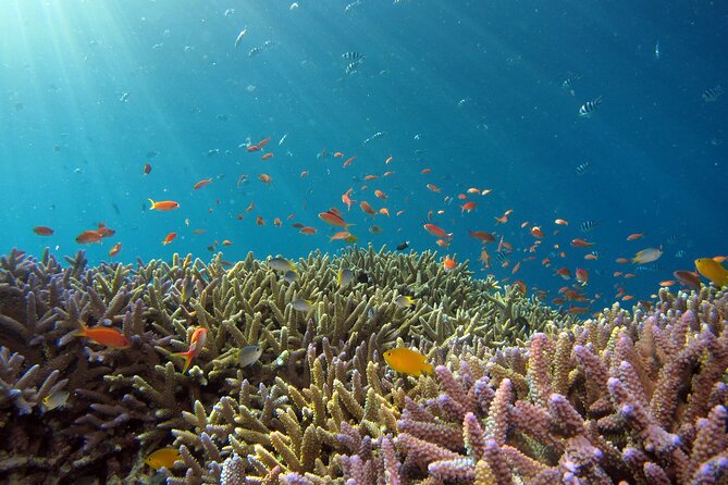 3 Semporna Islands Tour with Snorkel or Diving Experience - Lunch and a pause at Mataking