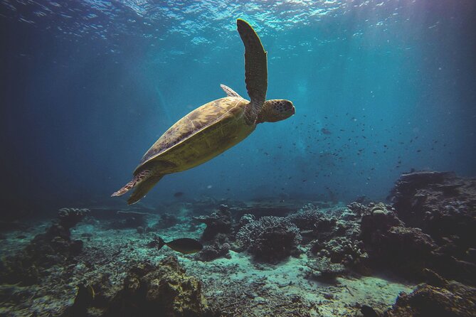 3 Semporna Islands Tour with Snorkel or Diving Experience - What the water experience is really like
