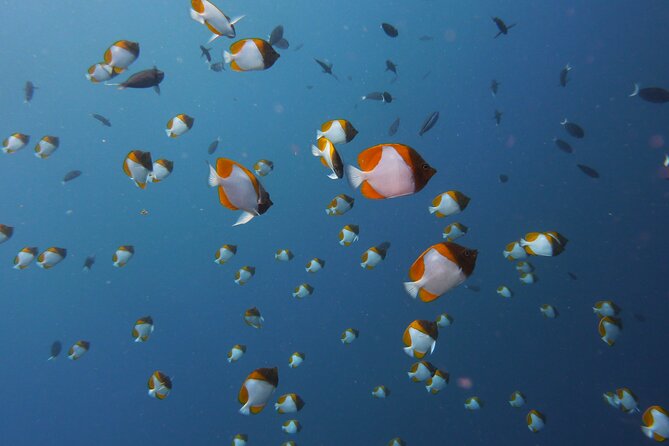3 Semporna Islands Tour with Snorkel or Diving Experience - What $55.21 includes and what it does not