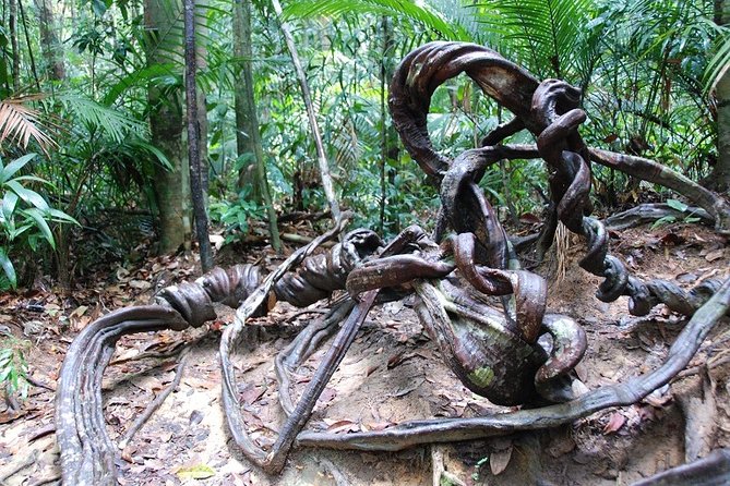 4-Day Jungle Experience in Taman Negara from Kuala Lumpur - The canopy walk question needs attention