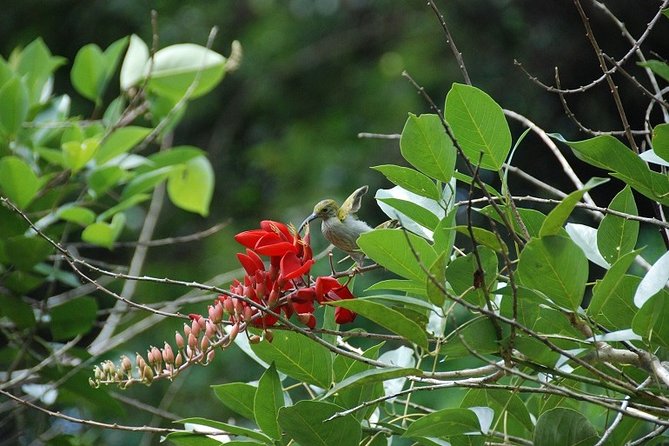 4-Day Jungle Experience in Taman Negara from Kuala Lumpur - Lata Berkoh by boat, with time to slow down