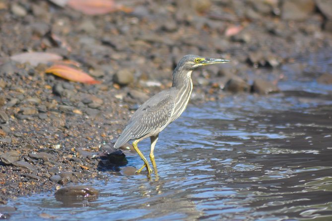 5 Hours Sharing Basis Kilim Mangrove Safari Boat Tour in Langkawi - Why Kilim is best seen by boat