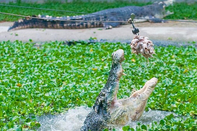Adventure Combo - Juvenile feeding and the baby crocodile photograph