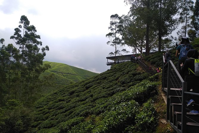 Amazing Cameron Highland Day Tour From Kuala Lumpur - Butterflies, beetles, and other small creatures