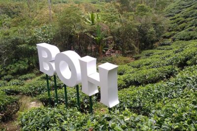 Amazing Cameron Highland Day Tour From Kuala Lumpur