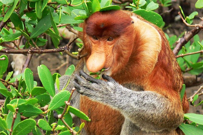 Bako National Park - Price and what is included at $158