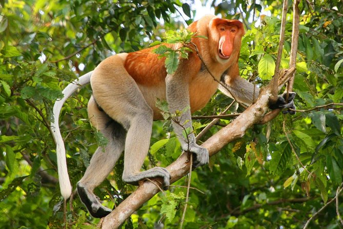 Bako National Park from Kuching City - From Kuching to the Bako fishing village