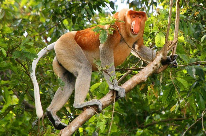 Bako National Park from Kuching City - Who should book this tour?