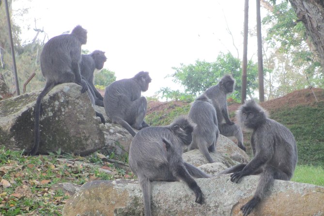 Batu Caves,Hot Spring, Monkey & Fireflies Tour with Dinner - Dinner beside the river