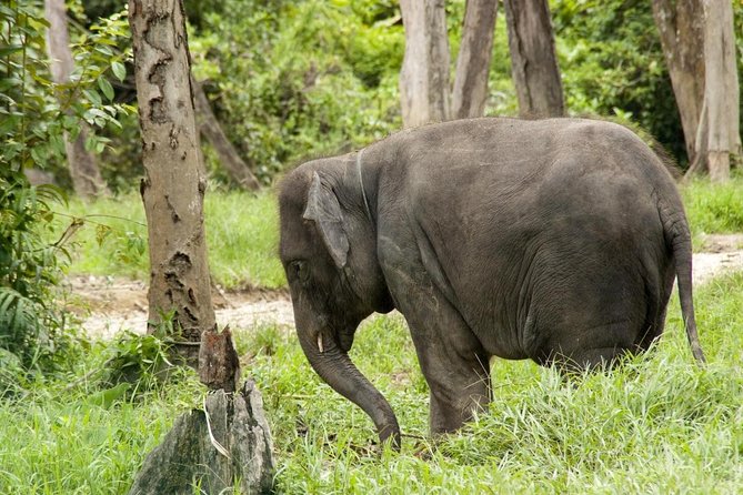 Batu Caves & Kuala Gandah Elephant Sanctuary Full-Day Tour - Key points to know before booking