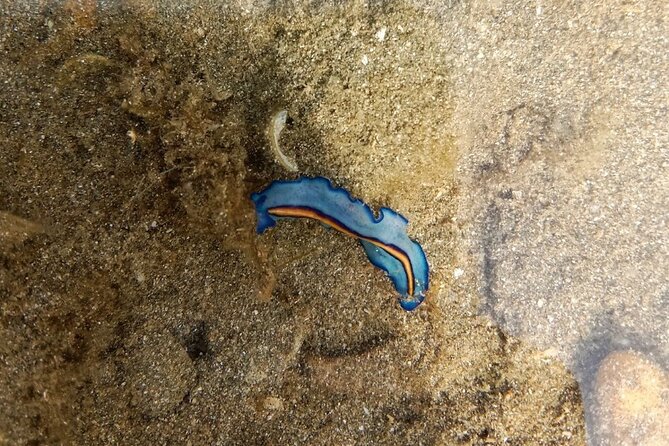 Beachlife & Tidepool Discovery at Desaru Coast Johor |JungleWalla - Key points to know before you book