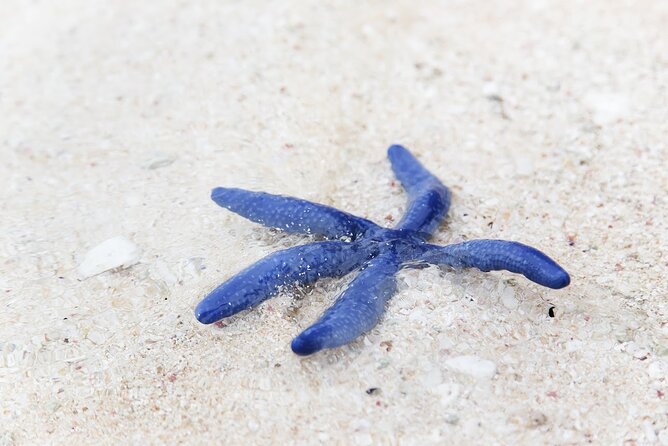 Beachlife & Tidepool Discovery at Desaru Coast Johor |JungleWalla - Why Desaru’s low tide is worth your time