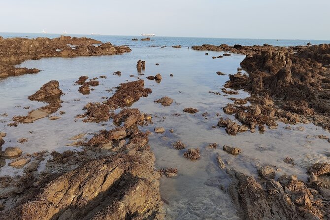 Beachlife & Tidepool Discovery at Desaru Coast Johor |JungleWalla - Who should book this Desaru nature walk?