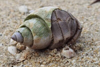 Beachlife & Tidepool Discovery at Desaru Coast Johor |JungleWalla