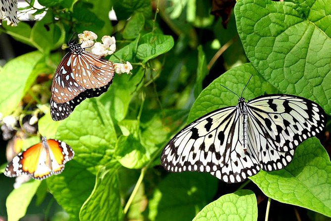 Bird Park & Butterfly Farm Nature Include All Entrance Tour From Kuala Lumpur - Three Lake Gardens attractions in one half-day