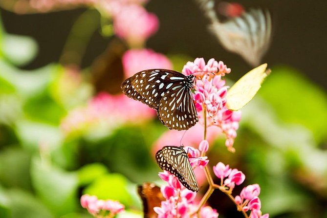 Bird Park & Butterfly Farm Nature Tour From Kuala Lumpur - Is $34 per person good value?