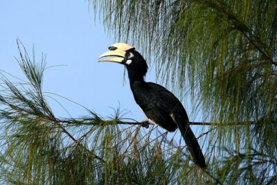 Birdwatching: Desaru’s Winged Gems
