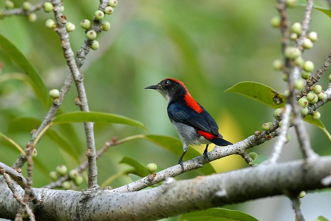 Birdwatching Tour in Langkawi - Key points to know before booking