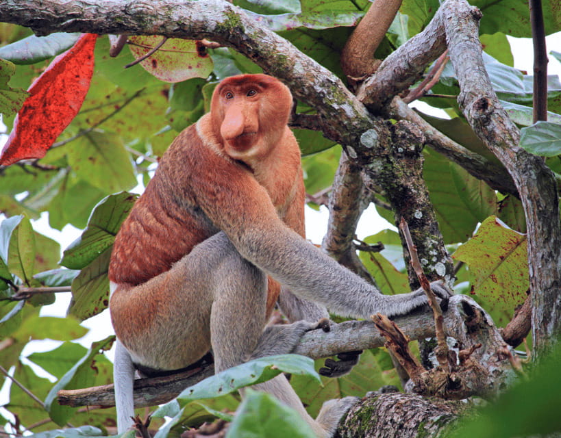 Bongawan River Cruise: Proboscis Monkey & Fireflies Mangrove - Is $58 good value for this much Sabah?