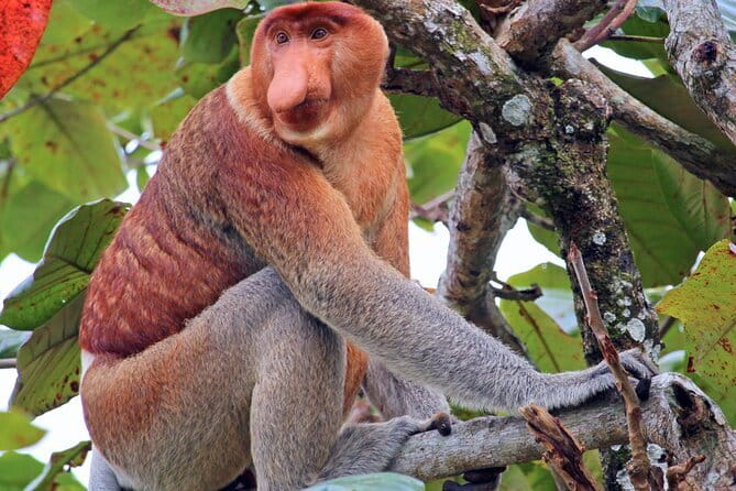 Bongawan River Cruise Proboscis Monkey, SkyMirror, Fireflies - Key points to know before booking