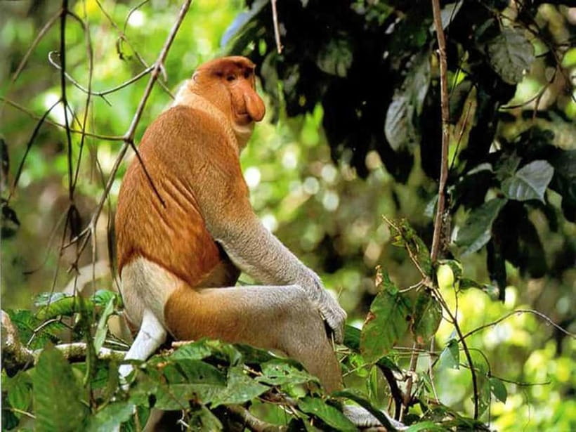 Bongawan Wetland: Proboscis Monkey and Fireflies Shared Tour - Why the two-cruise format works