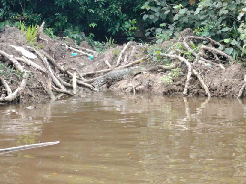 Bongawan Wetland: Proboscis Monkey and Fireflies Shared Tour - Optional stop at the Sabah Floating Mosque