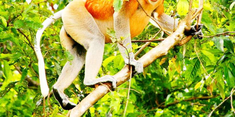 Bongawan Wetland: Proboscis Monkey and Fireflies Shared Tour - Arriving at Bongawan Wetland Jetty