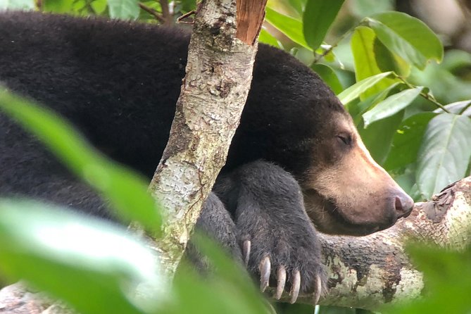 Bornean Sun Bear Conservation Centre & Sepilok Orang Utan Rehab Centre Tour - Two Sepilok centers in one day