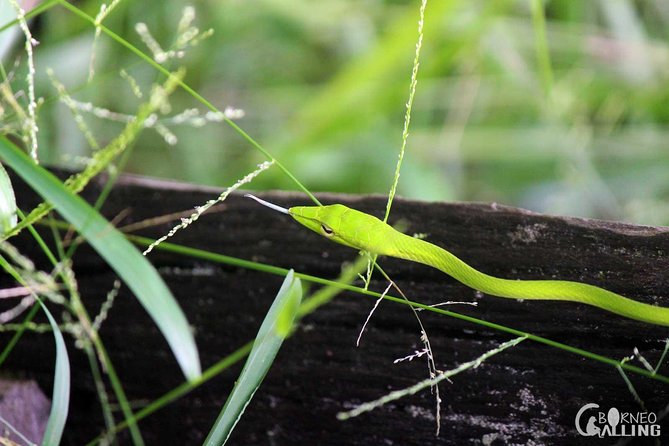 Borneo Kinabatangan River Cruise Day Trip - Key points before you book