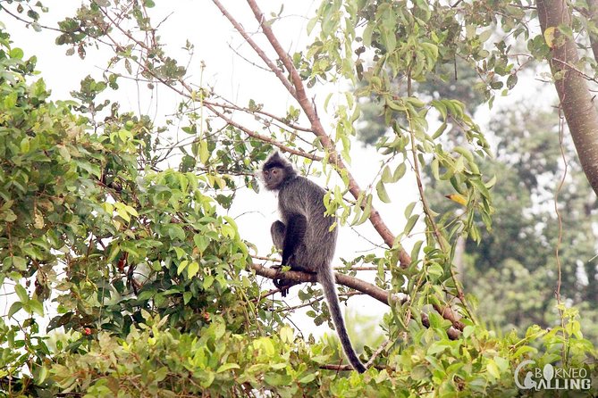 Borneo Kinabatangan River Cruise Day Trip - Why the Kinabatangan River is worth the long ride