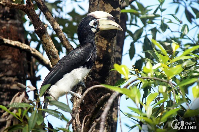 Borneo Kinabatangan River Cruise Day Trip - The 4 p.m. river safari