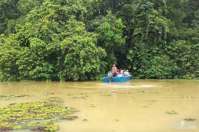 Borneo Kinabatangan River Cruise Day Trip - What the guide and boat experience provide
