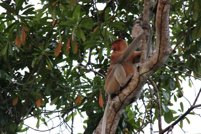 Borneo (Klias) River Cruise & Fireflies Tour - Key points to know before booking
