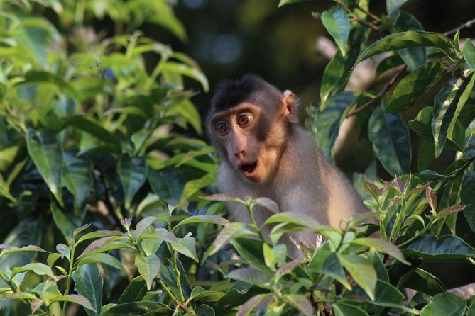 Borneo Wildlife Tour 2 Days 1 Night At Tanjung Bulat Jungle Camp Kinabatangan - Key points at a glance