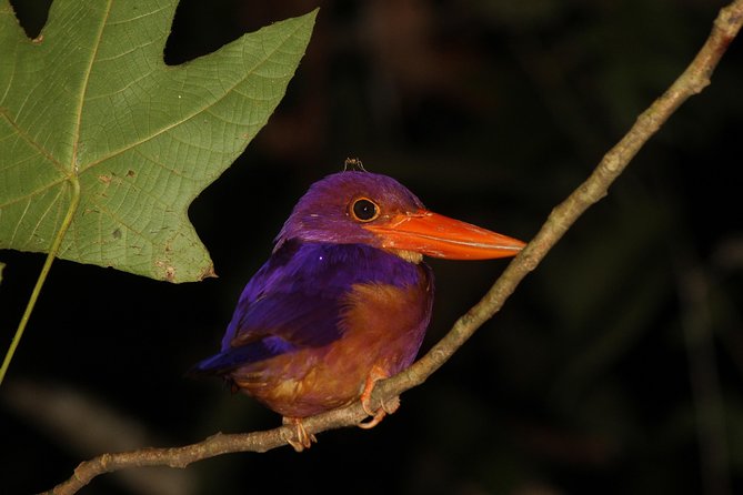 Borneo Wildlife Tour 2 Days 1 Night At Tanjung Bulat Jungle Camp Kinabatangan - The 4:30pm afternoon wildlife cruise