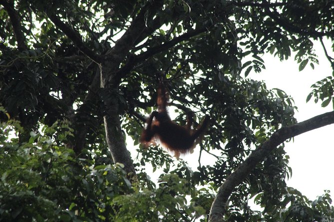 Borneo Wildlife Tour 3 Days 2 Nights At Tanjung Bulat Jungle Camp Kinabatangan - What makes this jungle stay different